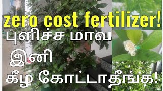 புளிச்ச மாவு தோட்டத்துக்கு பயன் படுமா#how to use fermented rice flour in garden#0 cost fertilizer