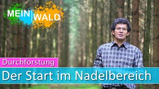 Stabilität für junge Fichtenwälder - Durchforstung #2