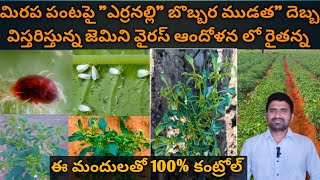 మిరప పంటపై ఎర్రనల్లి, బొబ్బర ముడత,దెబ్బ (గుబ్బ) జెమిని వైరస్ కి కుదెలవుతున్న రైతన్న@MB-uk4gl