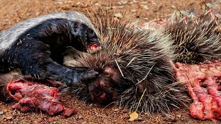 Porcupine 🆚 Honey Badger | Can Quills Save 💾 The Porcupine