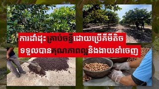 អ្នកបច្ចេកទេស៖ការដាំដុះគ្រាប់ចន្ទីដោយប្រើគីមីតិចទទួលបានគុណភាពល្អ និងងាយនាំចេញ