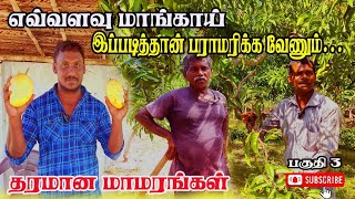 #Mangocultivation|தொம்னேசியே மா  பராமரிப்பு|அதிக மாங்காய் பெற @ThevarajInfo