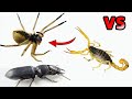 Scorpion vs Hunter Spider vs Warrior Beetle - Epic Battle Of Insects