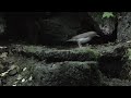 山中湖 大洞の泉のクロツグミ（雌）その３２（4k動画）