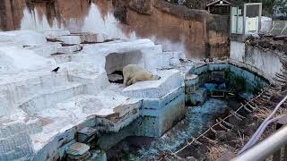 【天王寺動物園】ずーっと外暮らしを頑張ってくれているゴーゴのかわいい姿