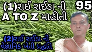 રાઈ રાઈડા ની A TO Z માહીતી #રાઈ રાઈડા ની વેજ્ઞાનિક ખેતી પ્રદ્ધતિ#mustard farming infomation