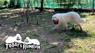 散歩行かないアピールを始めたルンルンです　Great Pyrenees　グレートピレニーズ