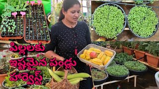 Vegetable harvested for first time||మొదటిసారి పండించి చూస్తున్న కూరగాయలు #starfruit#Nethi beerakaya