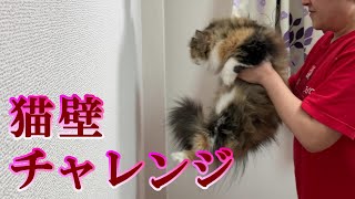 【ねこ・ネコ・猫】話題の猫壁チャレンジをやっていただくと…