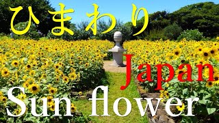 4K 絶景 ひまわり祭り ハイブリッド  関東 名所  2022 観覧車 ソレイユの丘 迷路  Walking around the Sunflower Festival japan