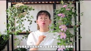 铁线莲花后怎么养护？这样修剪残花和养护，能让它开花更多