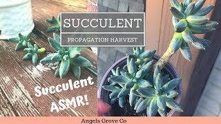 Succulent Propagation Harvest--Pachyphytum compactum💎| Leaf \u0026 Cuttings // Angels Grove Co