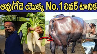 ఆవు/గేదె యొక్క No.1 👌👌లివర్ టానిక్ | How to increase cow/buffalo milk|Liver tonic for animals🔥🔥