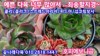 꽃나래다육 토요신상데이!호피에보니금/스프레드마리아/클라크/섭코림보사/환엽로망/ 오늘도 7만원이상 선물챙겨거새요!💕꽃나래다육 010.2818.1441 *유료광고포함*