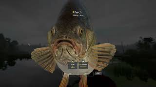 Big Trophy PERCH 2,298 kg / 5 lb, Old Burg Lake, Russian Fishing 4 game