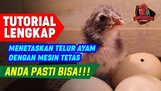 TUTORIAL LENGKAP! Cara MENETASKAN TELUR AYAM Menggunakan MESIN TETAS