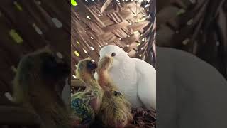 புறா குஞ்சுகள் இறந்து போகிறதா 😔 pigeon chicks caring 💯 tips #shortsvideo #pigeon #shorts #viral