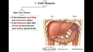The Large Intestine (Part 2)-The Colon - Dr. Ahmed Farid