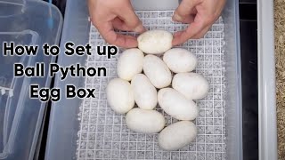 Setting up a Ball Python Egg Box