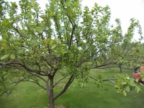 Pruning plum trees Pruning plum trees