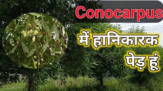 Conocarpus Tree -जिसे नही उगाना चाहिए |Subscribe@naturecare-the100croreclub4 To#supportnature