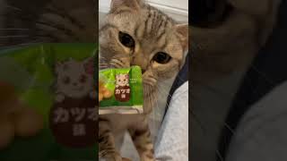 飼主の仕事が終わったタイミングでおやつをおねだりしにくる猫です。笑【#Shorts】