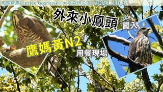 20211004 外來小鳳頭闖入鷹媽黃N2用餐現場~【大安森林公園鳳頭蒼鷹Crested Goshawk】