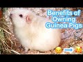 6 Health Benefits of Owning Guinea Pigs as Pets