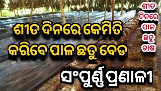 ଶୀତ ଦିନରେ କେମିତି ବନେଇବେ ପାଳ ଛତୁ ବେଡ/ How to do winter season Paddy straw mushroom Bed.ପାଳ ଛତୁ ବେଡ