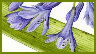 BOTANICAL ART - Agapanthus Detail 3