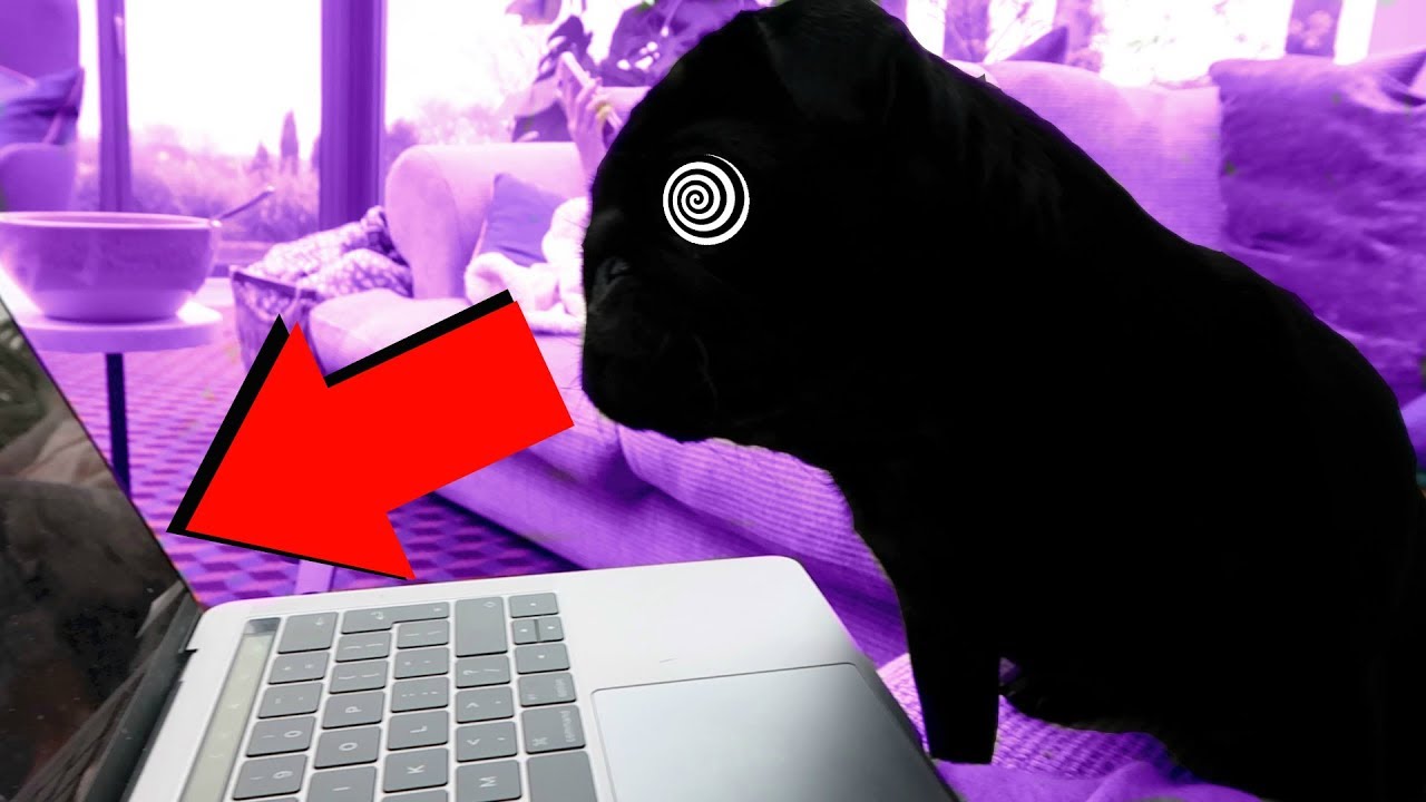 Hypnotising The Dog Youtube