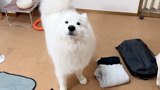 A Samoyed dog repeatedly complains about his mother who went to work when he was supposed to go out!