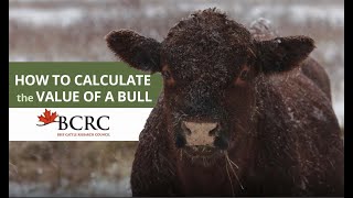 How to calculate the value of a bull