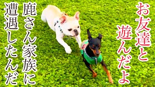 【ミニピン】ドッグリゾートwoofのドッグラン(後編)/大河1歳 ♂