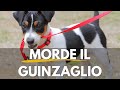 Il tuo cane morde il guinzaglio? 4 cose da fare.