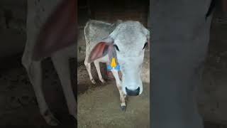 #cow #calf #cowlover  / #short  #1ontranding  #shortviral