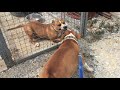 Pitbull fight “ΗΣΥΧΑ ΡΕΕ”