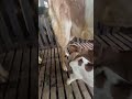 berkah ternak berkahternak goat suarakambing funny anakkambing animals hewankambing