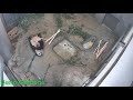 2019 12 10シャンシャン 910日齢 2 あれ、何⁉️👀。まさか…隠しカメラ📹…😱。あの時の💩、映ったかな😓