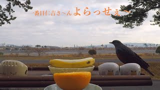 癒しの野鳥食堂 🦜❣️一番目仁吉さ〜ん！よらっせぇ〜❣️🐥ひよどり食堂2022 🕊Bulbul cafeteria 🦅🤪のんびりとひよどり食堂観るよ〜😜此処が第二の故郷🏠最高に美しい所44🍊🍌🍍🥜🐛