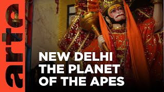 India: New Delhi - The Planet Of The Apes | ARTE.tv Documentary