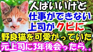 人はいいけど仕事の出来ない上司が会社をクビに。元上司はいつも野良猫を可愛がっていた。3年後に会ったら..【猫の不思議な話】【朗読】