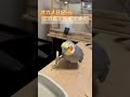 野菜を持ったままお辞儀をする礼儀の正しいオカメインコ cockatiel nymphicus