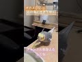 野菜を持ったままお辞儀をする礼儀の正しいオカメインコ cockatiel nymphicus