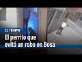 Perrito cocker frustró robo en la localidad de Bosa | El Tiempo