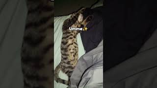 100 likes and we'll change Summer's name to Umme 🤭 #cat #youtubeshorts #funny #french #name