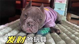 不管发财做什么，美丽都不生气！恶霸犬生活