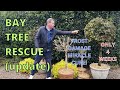 Bay Tree Rescue update. FROST DAMAGE MIRACLE CURE