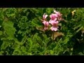 Herb Planting Tips | P. Allen Smith Classics