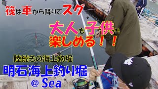 【海上釣堀】明石海上釣り堀@Sea（あっとしー）初釣行！陸続きで安心！サポートも万全！ファミリー、女性にオススメ！釣り堀初挑戦の親子も釣れました！